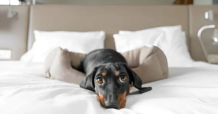 Jak wygląda hotel dla psów? Odkryj, co może zaskoczyć właścicieli Jak wygląda hotel dla psów? Odkryj, co może zaskoczyć właścicieli