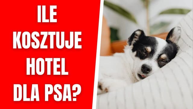 Ile kosztuje psi hotel? Ceny, które mogą Cię zaskoczyć Ile kosztuje psi hotel? Ceny, które mogą Cię zaskoczyć