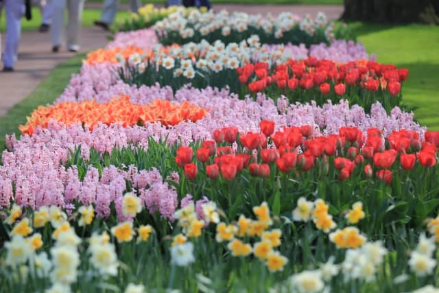Keukenhof kiedy najlepiej jechać, aby zobaczyć tulipany w pełnym rozkwicie Keukenhof kiedy najlepiej jechać, aby zobaczyć tulipany w pełnym rozkwicie
